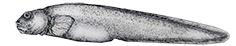 Pachycara bulbiceps_claves.jpg